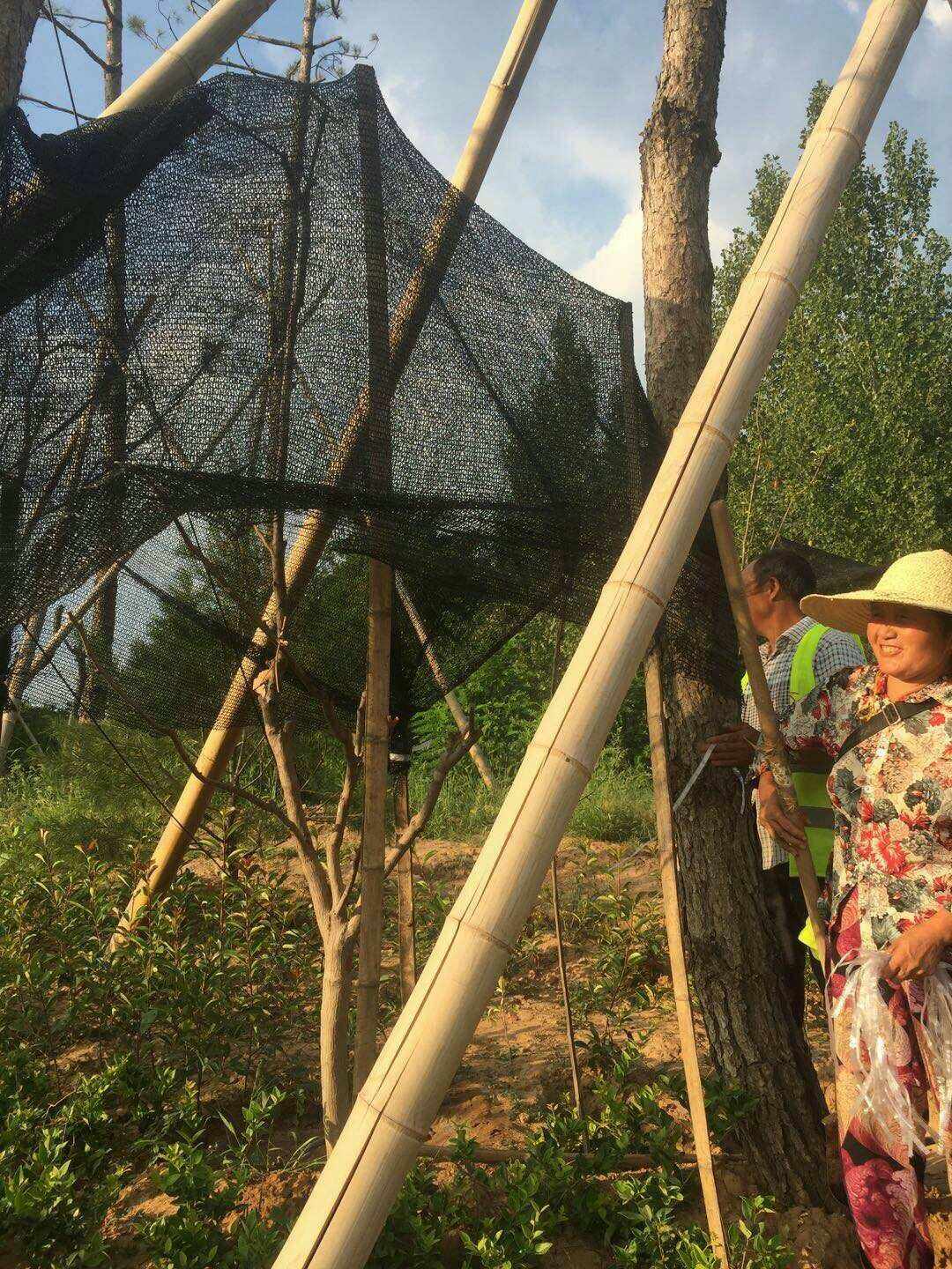 保定網(wǎng)站建設(shè)苗木(保定最大的苗木市場(chǎng)在哪里)